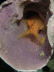Sleeping Fish in Cone Coral by Hisham Elshafie 